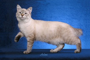 lynx point siamese double