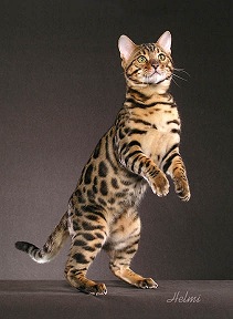 Bengal Cat Gray