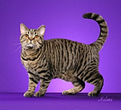 Black Mac Tabby