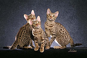 Black Spotted Tabby