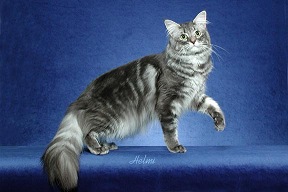 blue tabby cat
