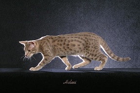 Blue Spotted Tabby