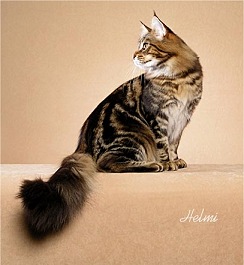 Brown Classic Tabby 