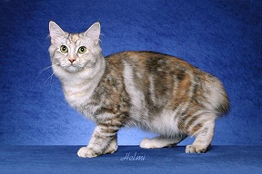 Silver Classic Torbie