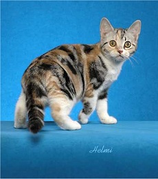 Silver Classic Torbie with White