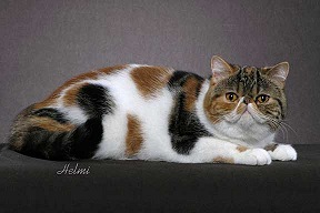 Black Classic Torbie with White