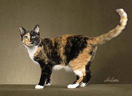 Black Mackerel Torbie with White