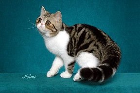 Black Classic Tabby with White