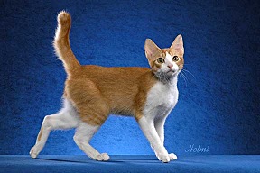 Red Ticked Tabby with White